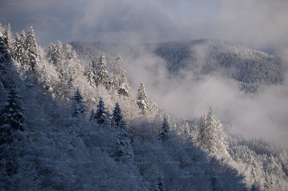Ein schneebedeckter Berg mit schneebedeckten Bäumen