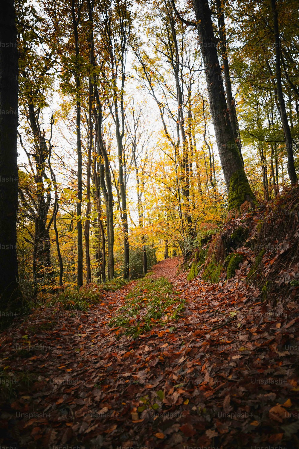 un sentiero nel bosco con tante foglie a terra