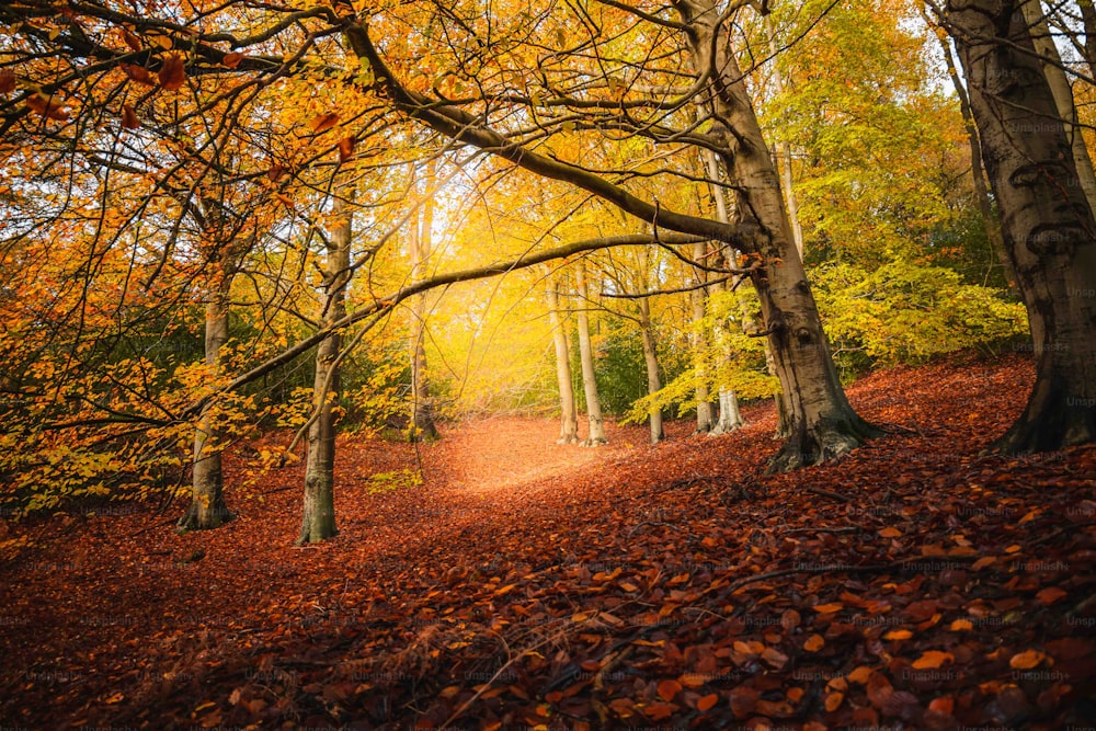 a path through a forest filled with lots of trees