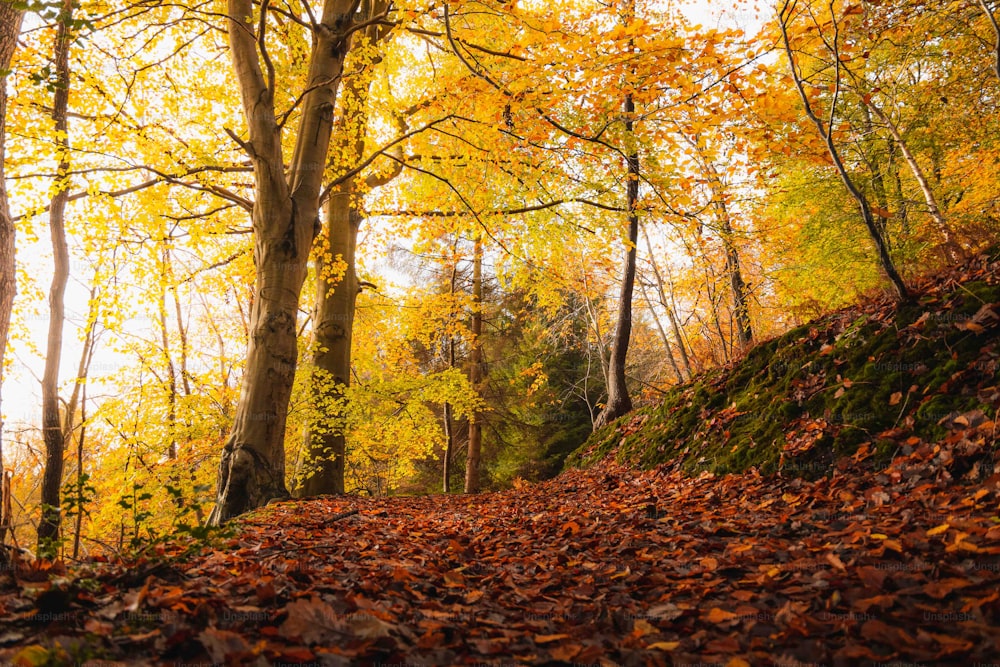 地面にた�くさんの葉がある森の中の小道