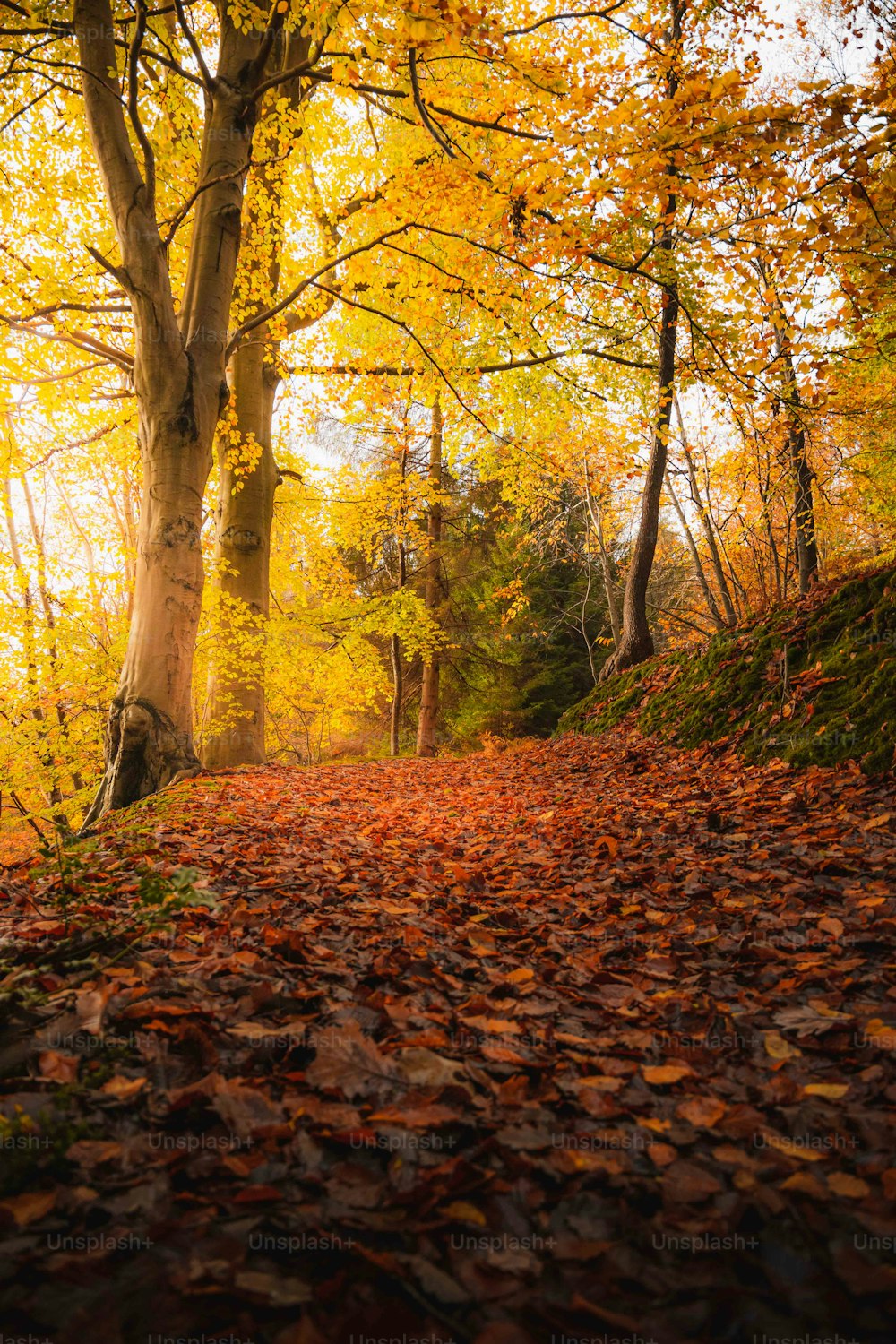 Un sentiero attraverso un bosco con molte foglie sul terreno