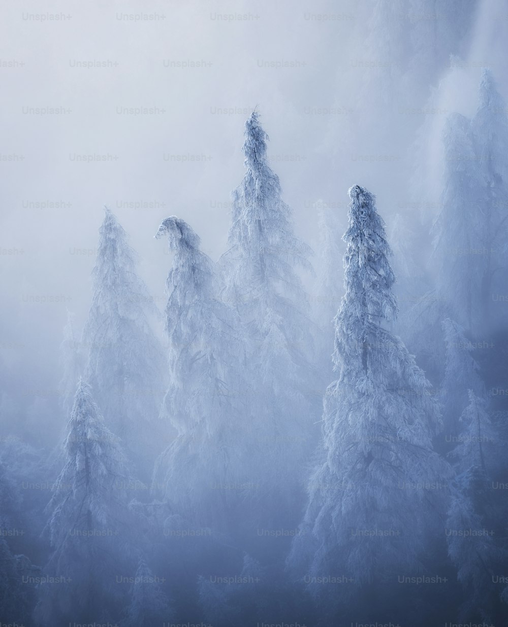 a group of snow covered trees in a foggy forest