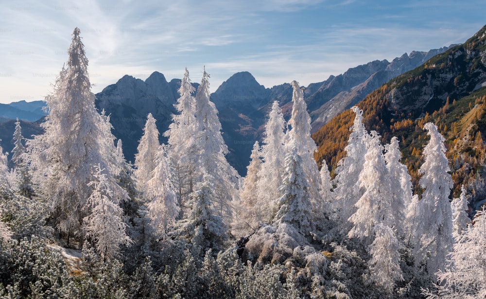 a group of trees covered in snow in the mountains