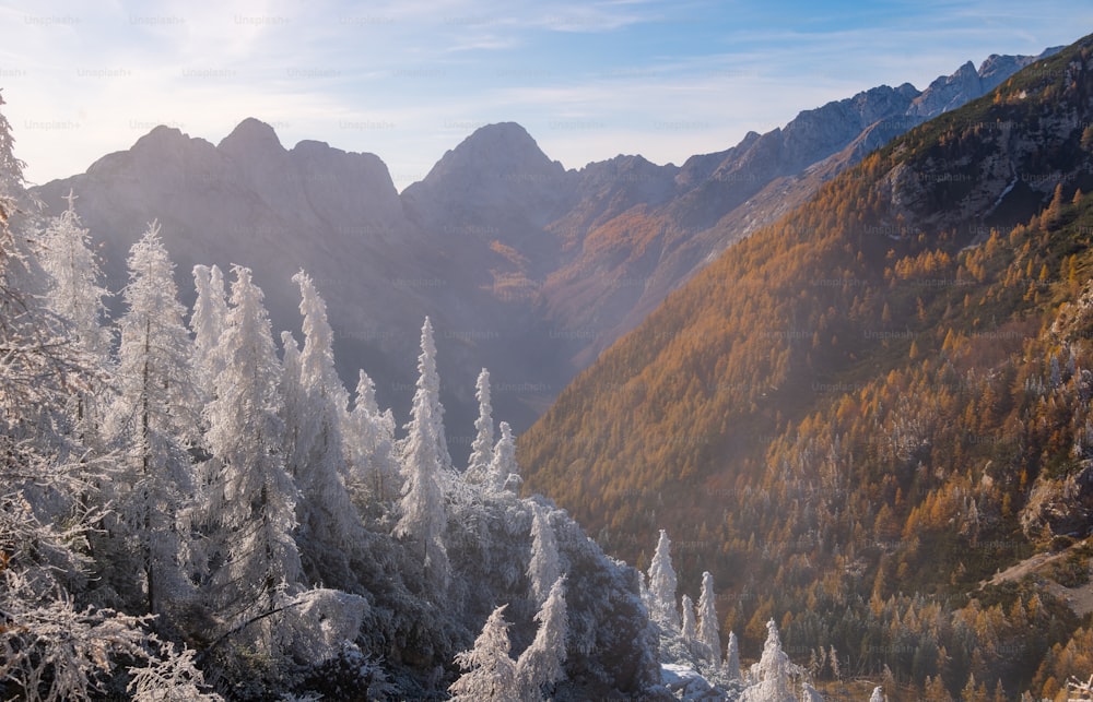 Una vista de una cadena montañosa con árboles cubiertos de nieve