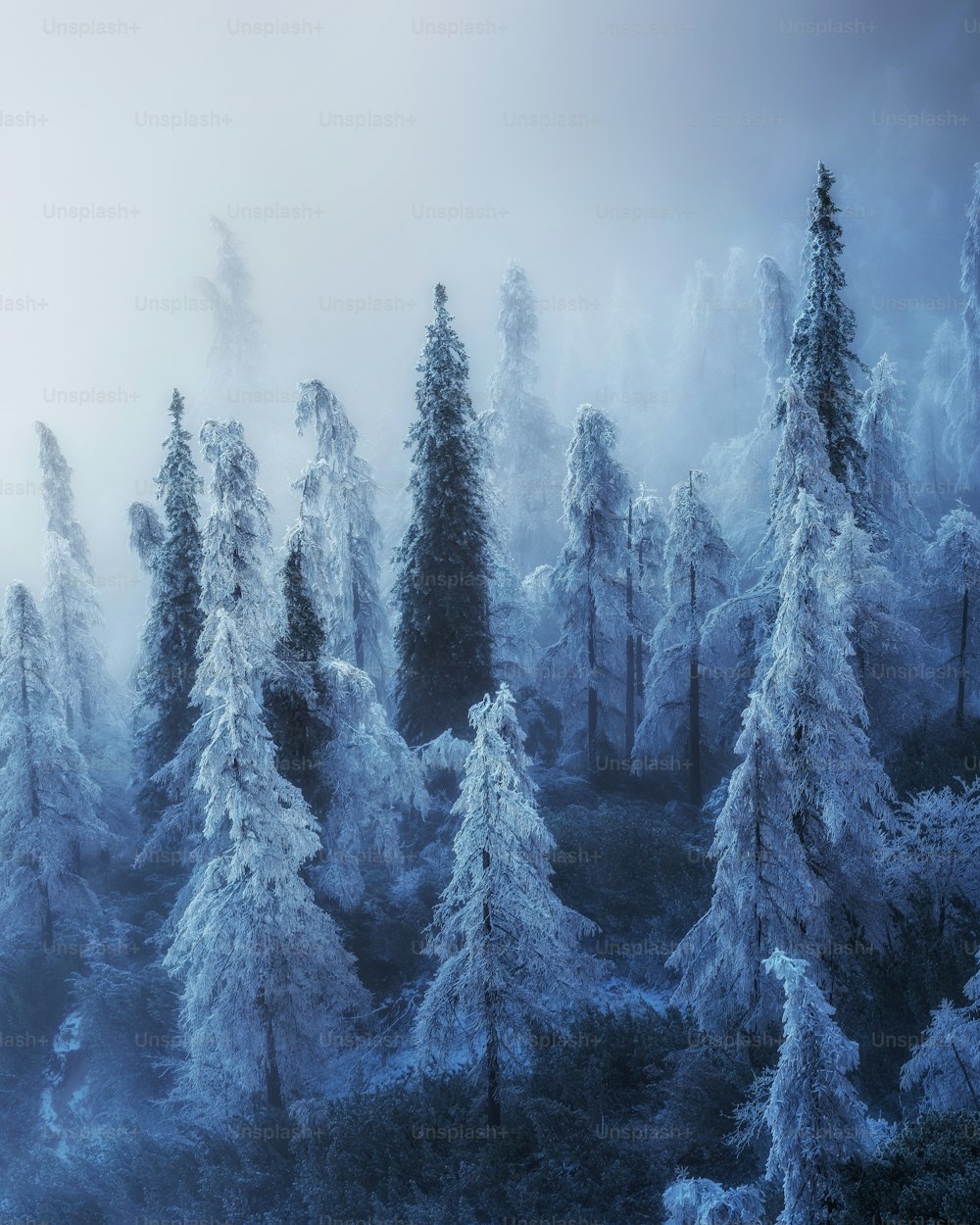 Una foresta nebbiosa piena di molti alberi