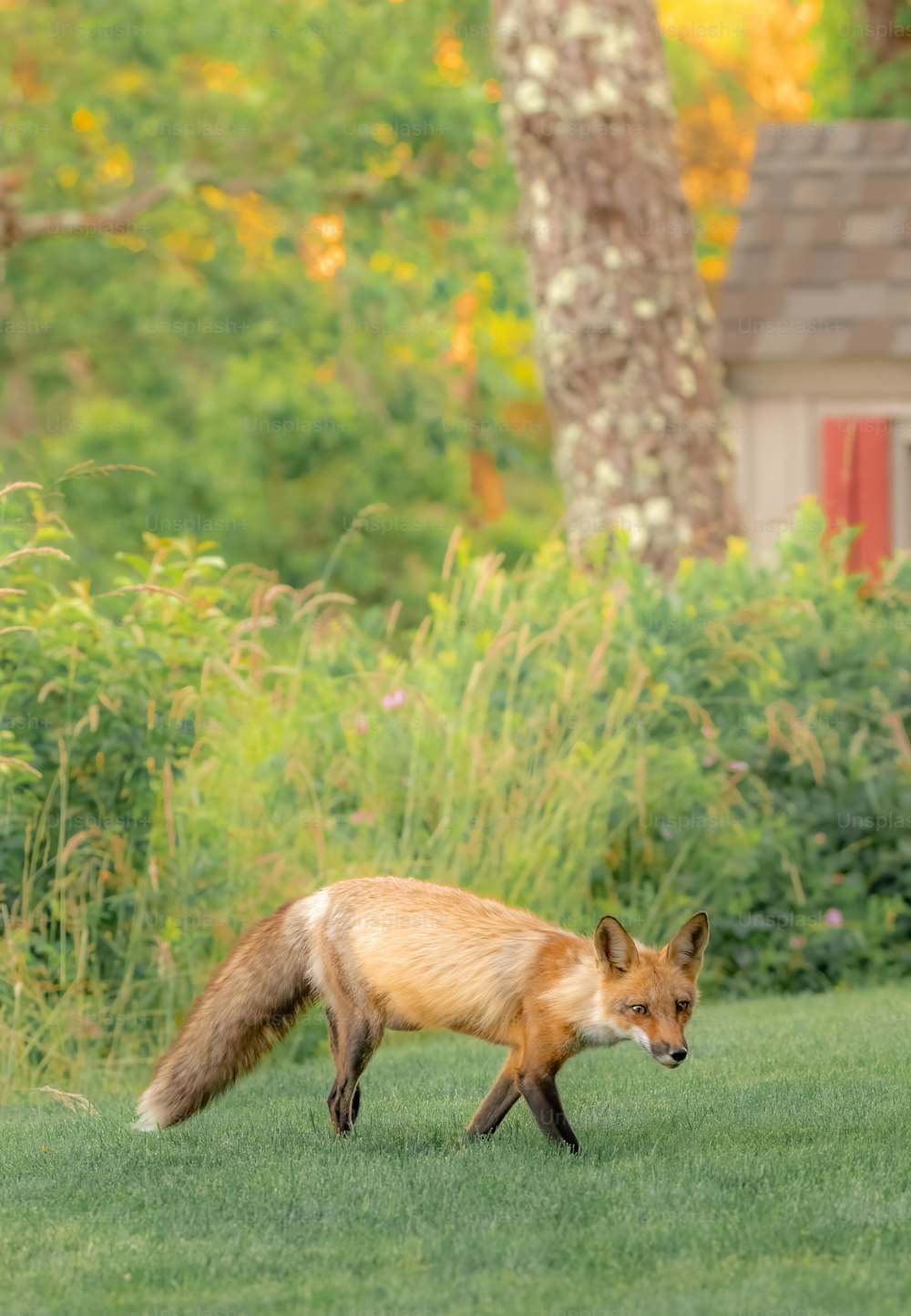 a red fox walking across a lush green field
