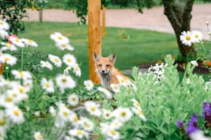 Uma raposa está sentada no meio de um jardim de flores