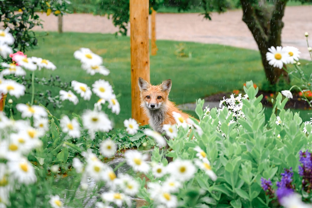 a fox is sitting in the middle of a flower garden