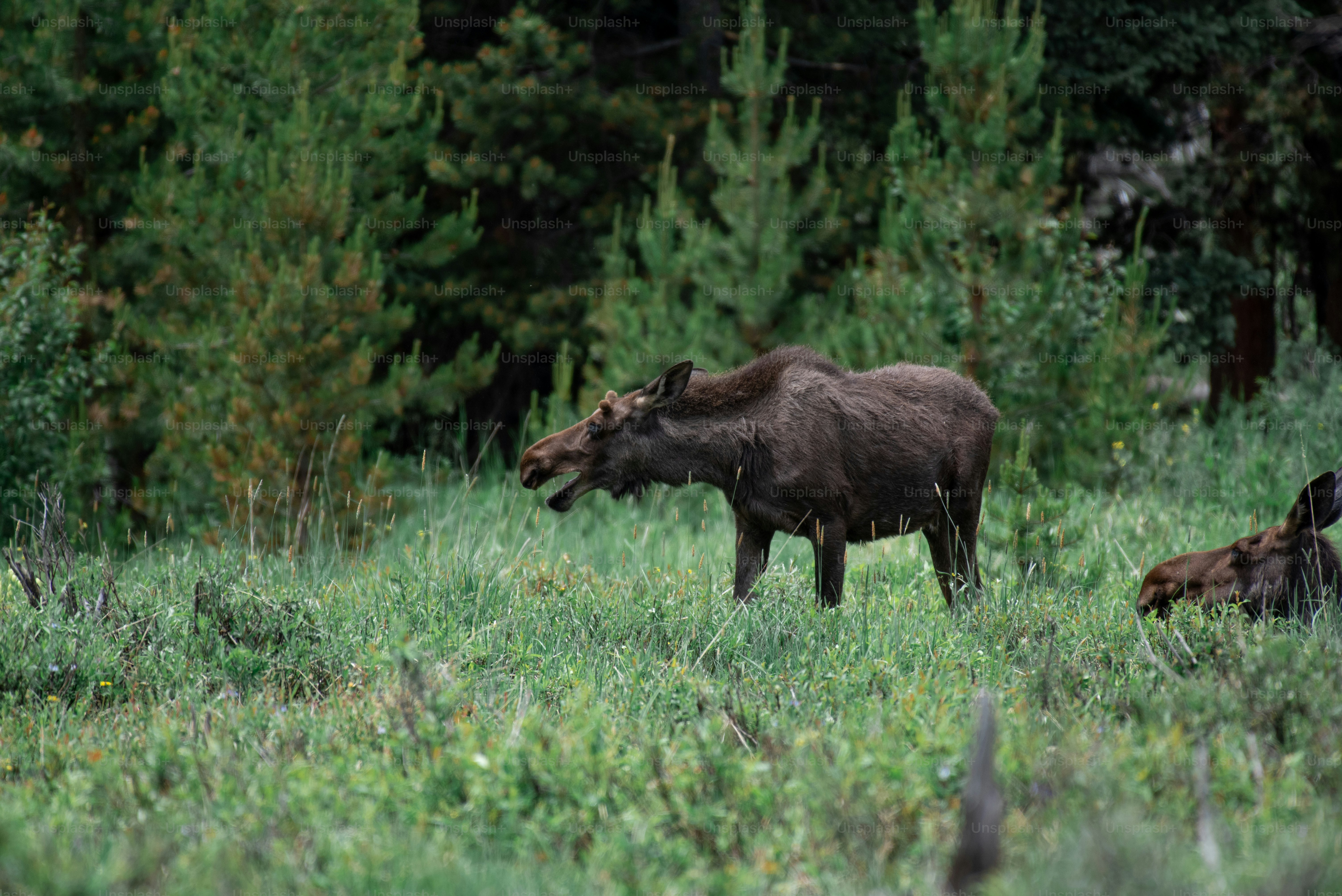 a brown animal standing on top of a lush green field
