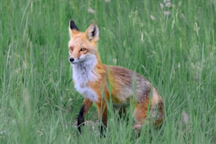 a red fox standing in a field of tall grass