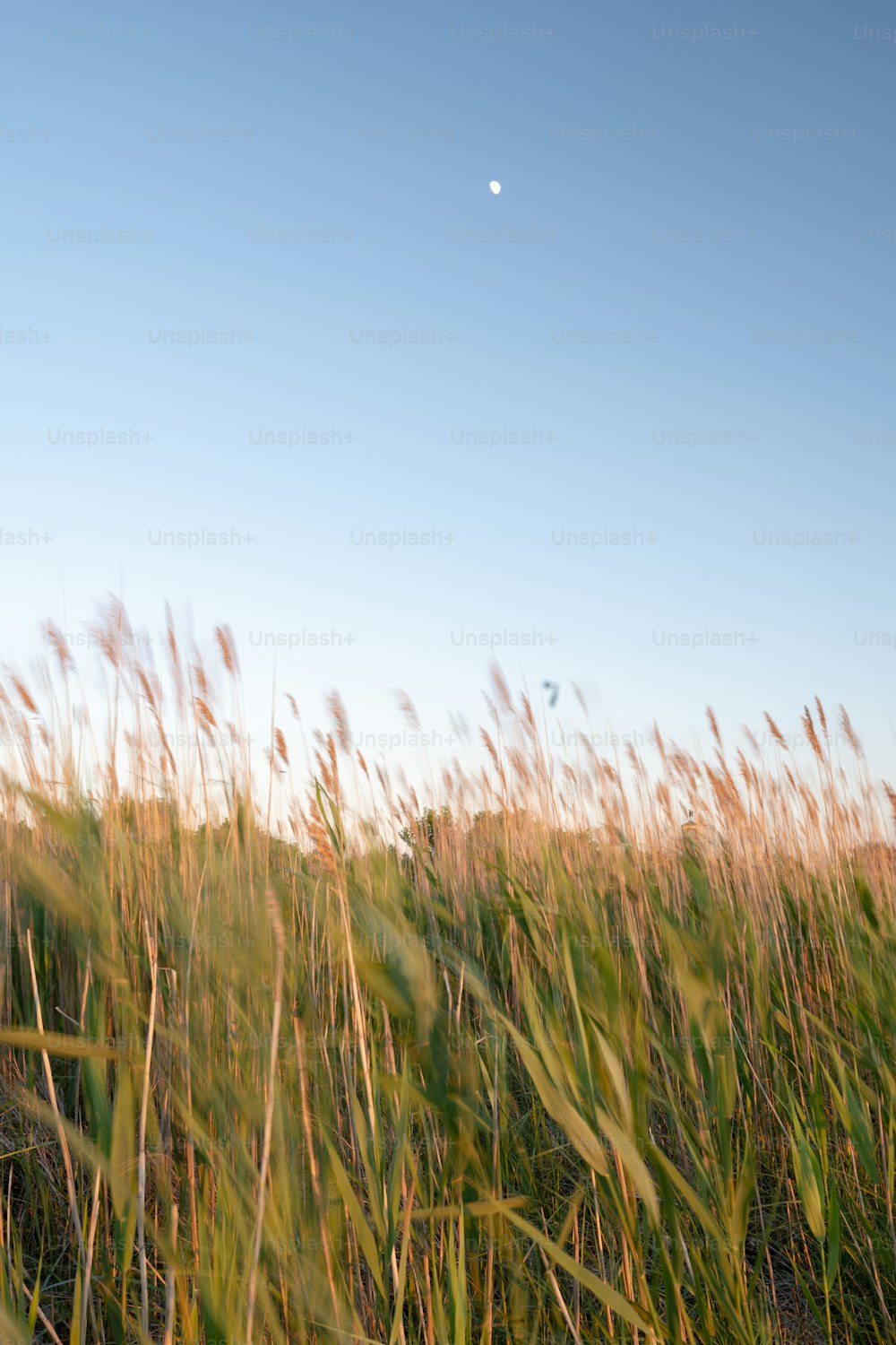 a field of tall grass with a moon in the sky