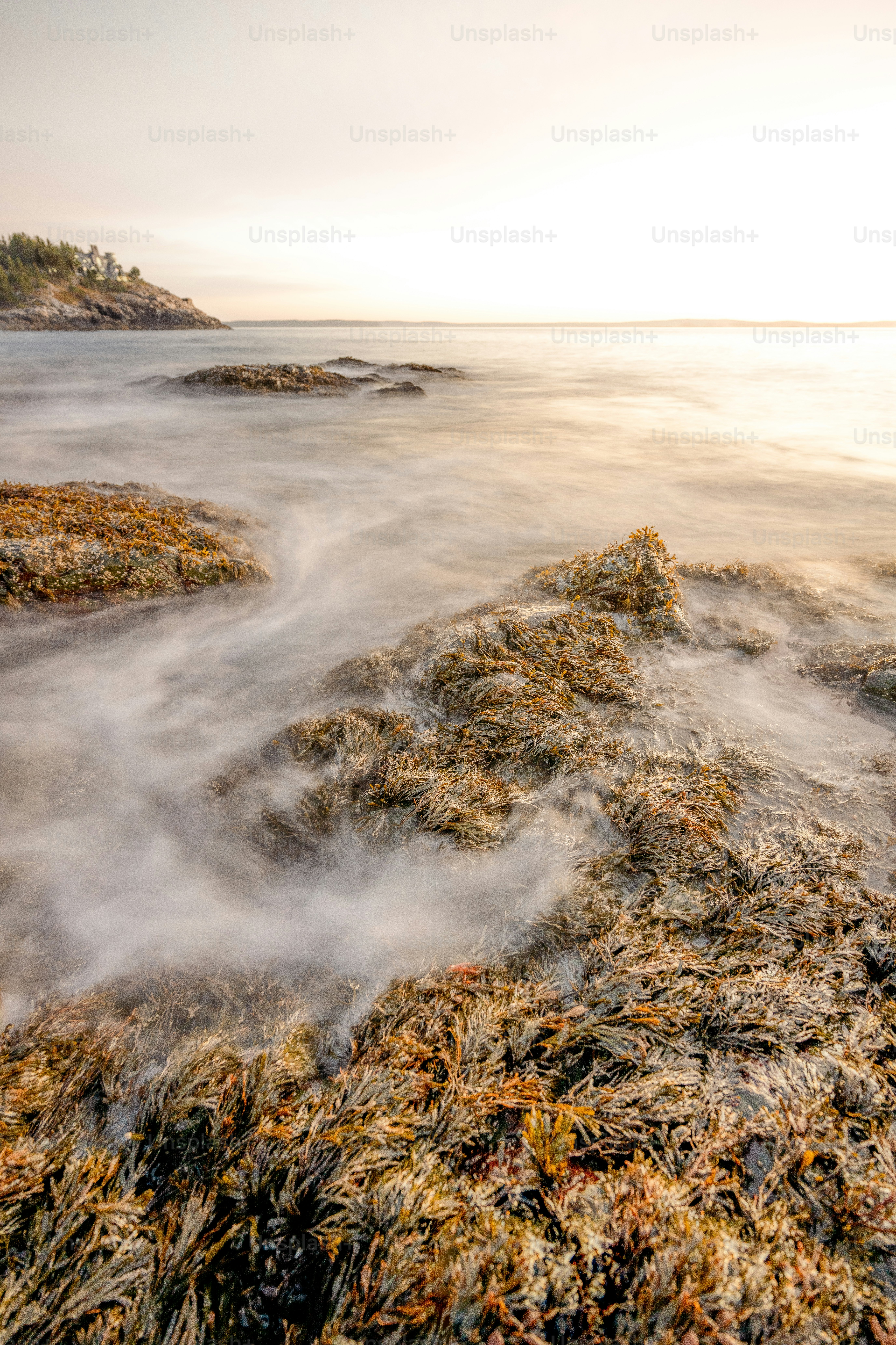 a rocky beach covered in lots of seaweed