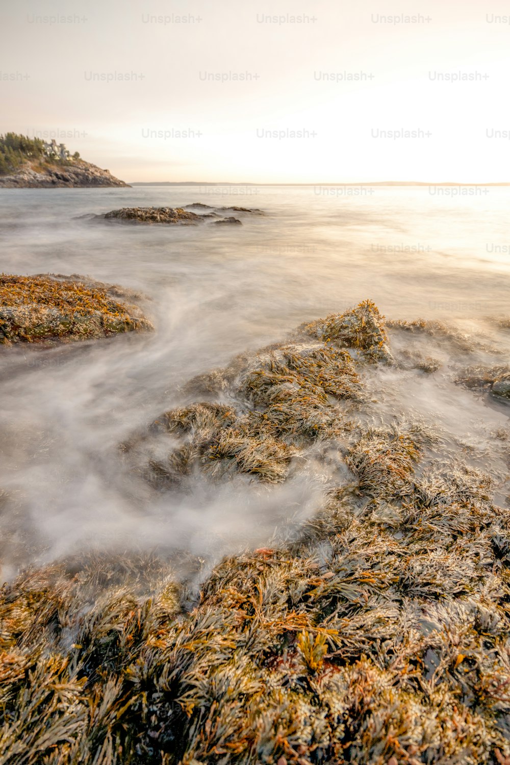 たくさんの海藻で覆われた岩だらけのビーチ