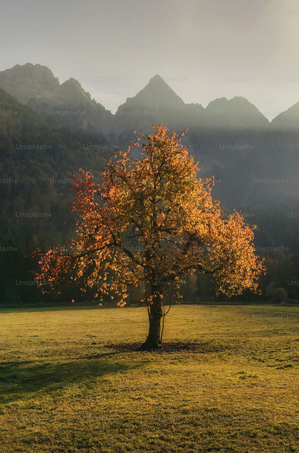 uma árvore solitária em um campo com montanhas no fundo
