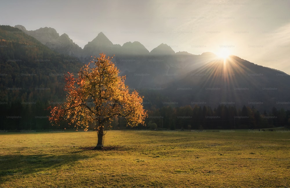 a lone tree in a field with mountains in the background