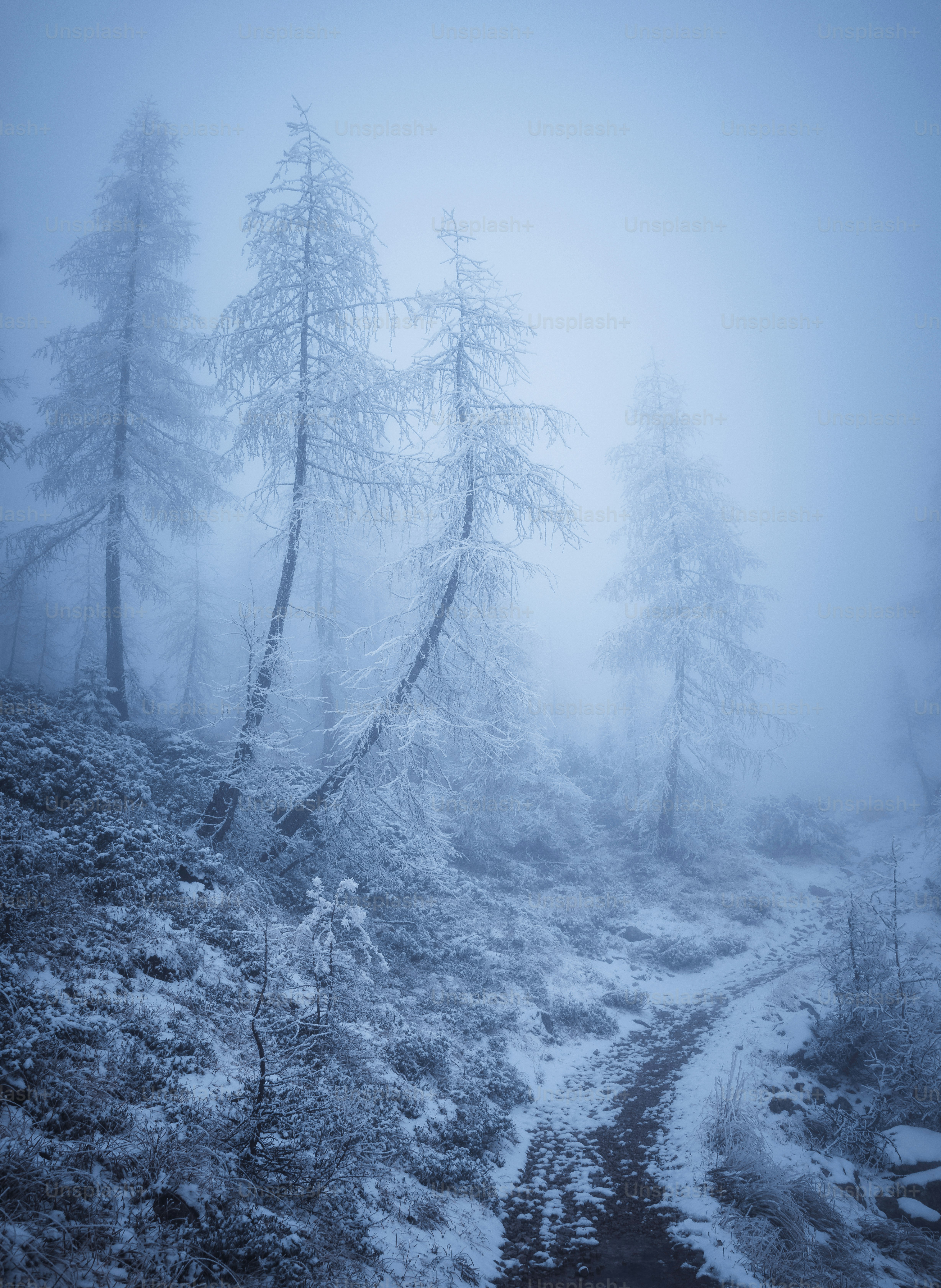 a path through a foggy forest in the mountains