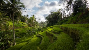 a lush green hillside covered in lush vegetation