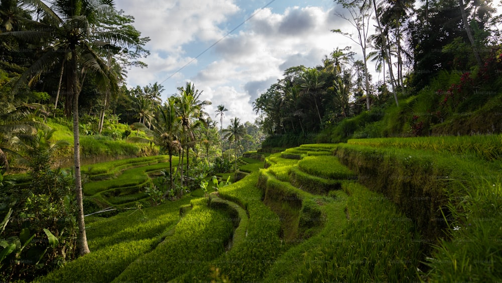 una exuberante ladera verde cubierta de exuberante vegetación