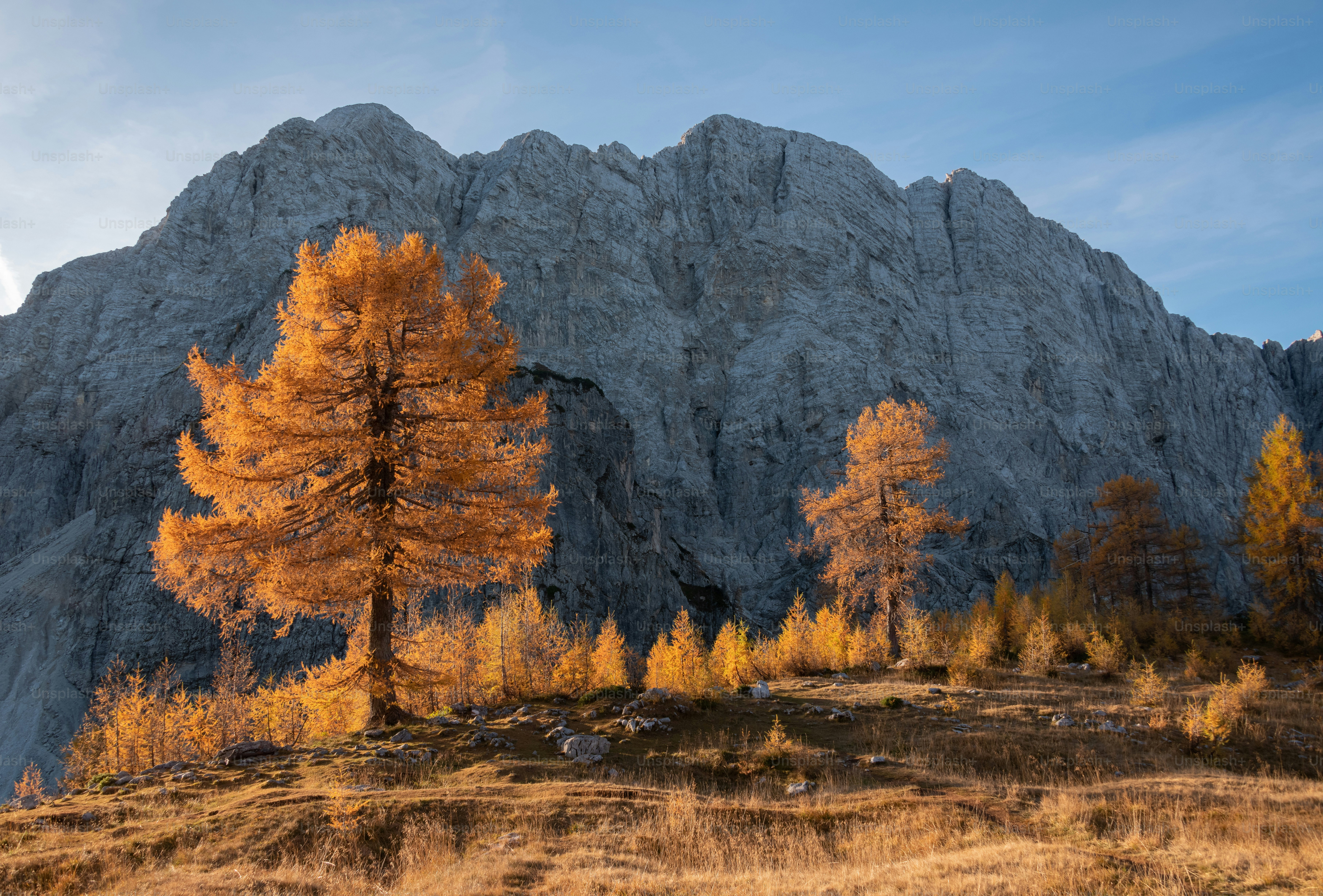 eine Gruppe von Bäumen, die im Gras stehen