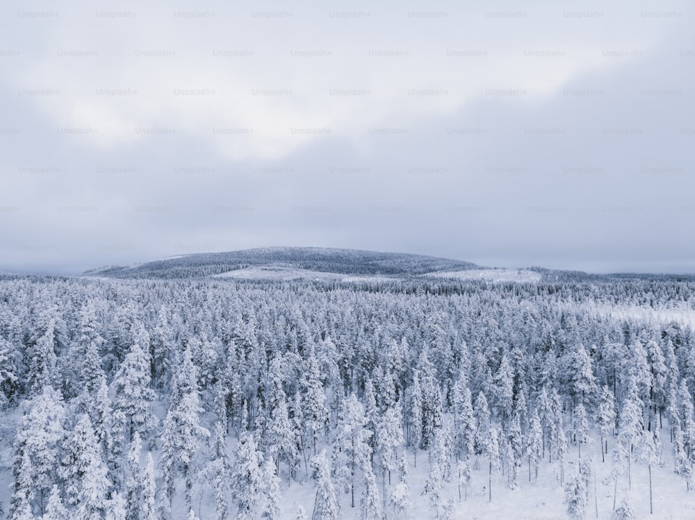 uma floresta coberta de neve com uma montanha ao fundo