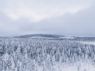 Un bosque cubierto de nieve con una montaña al fondo