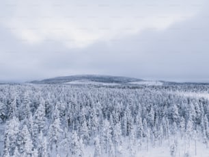 a snow covered forest with a mountain in the background