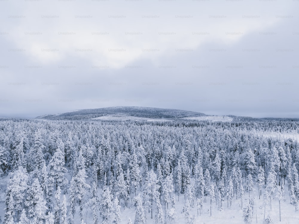 山を背景に雪に覆われた森