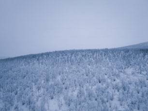 a snow covered forest with a hill in the background