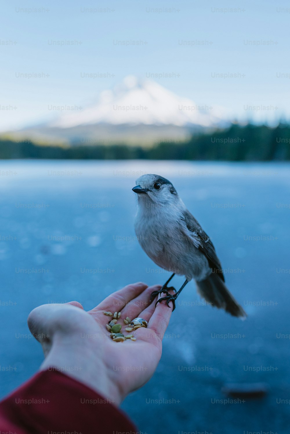 a small bird perched on top of a persons hand