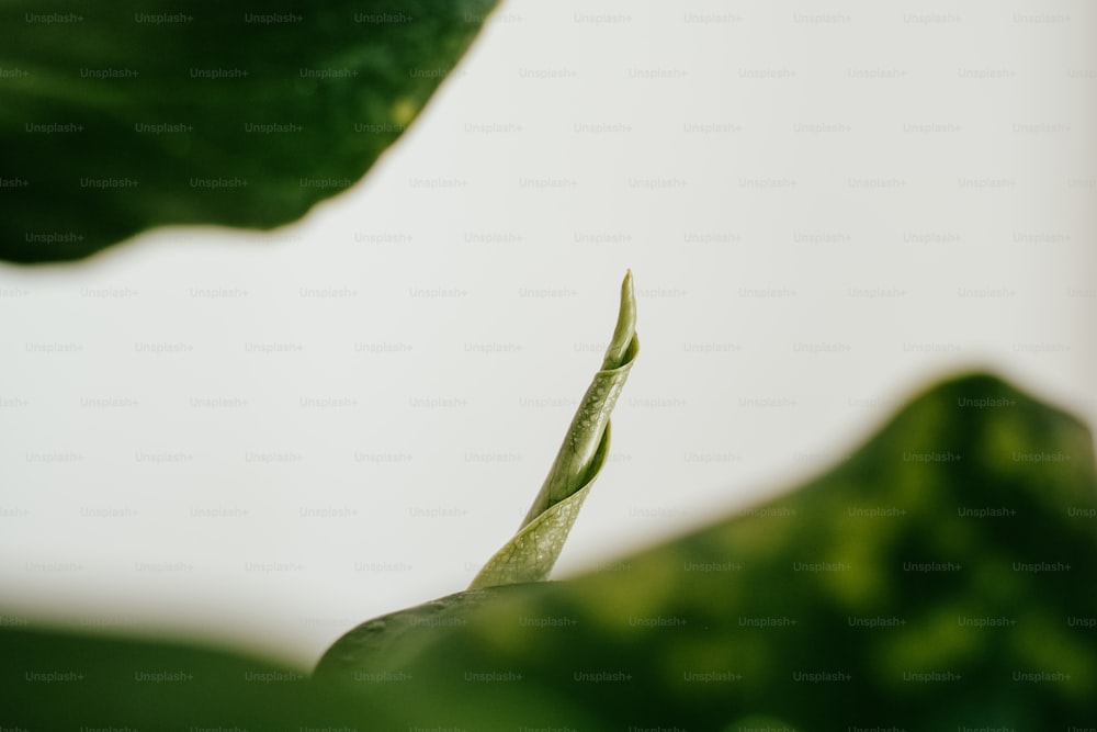 um close up de uma folha com um fundo branco