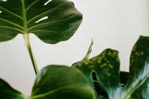 a green plant with a white background