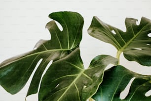 eine grüne Pflanze mit großen Blättern auf weißem Hintergrund