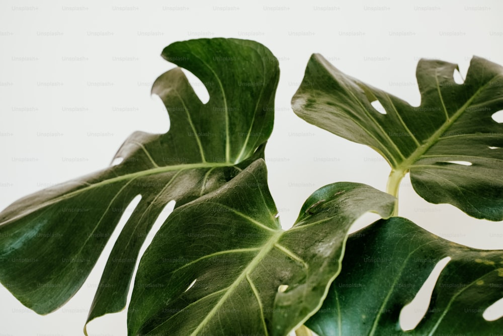 une plante verte avec de grandes feuilles sur fond blanc