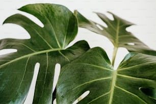 a close up of a large green leaf