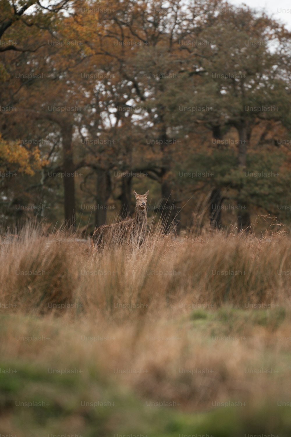 a giraffe standing in the middle of a field