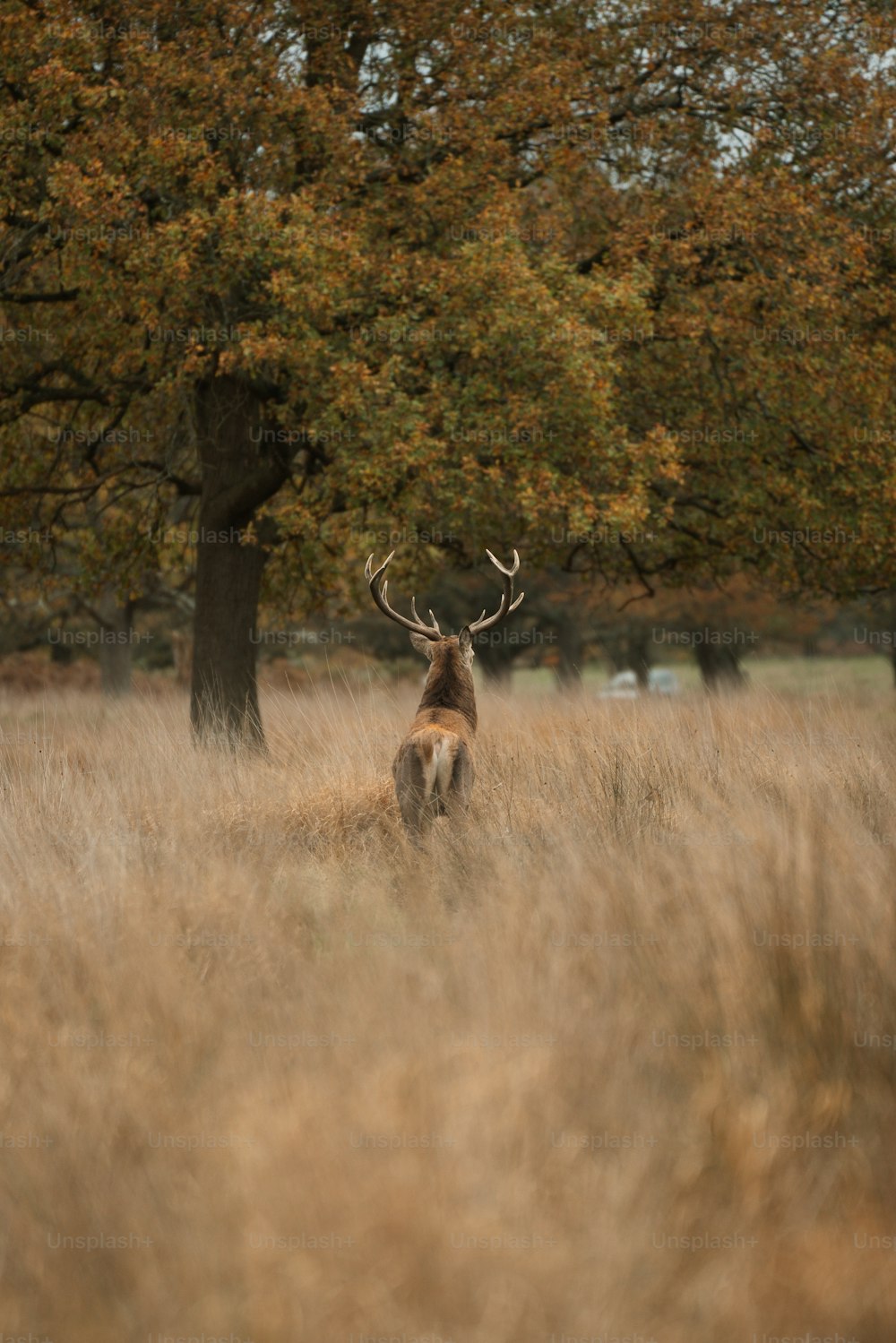 um cervo em pé em um campo ao lado de uma árvore