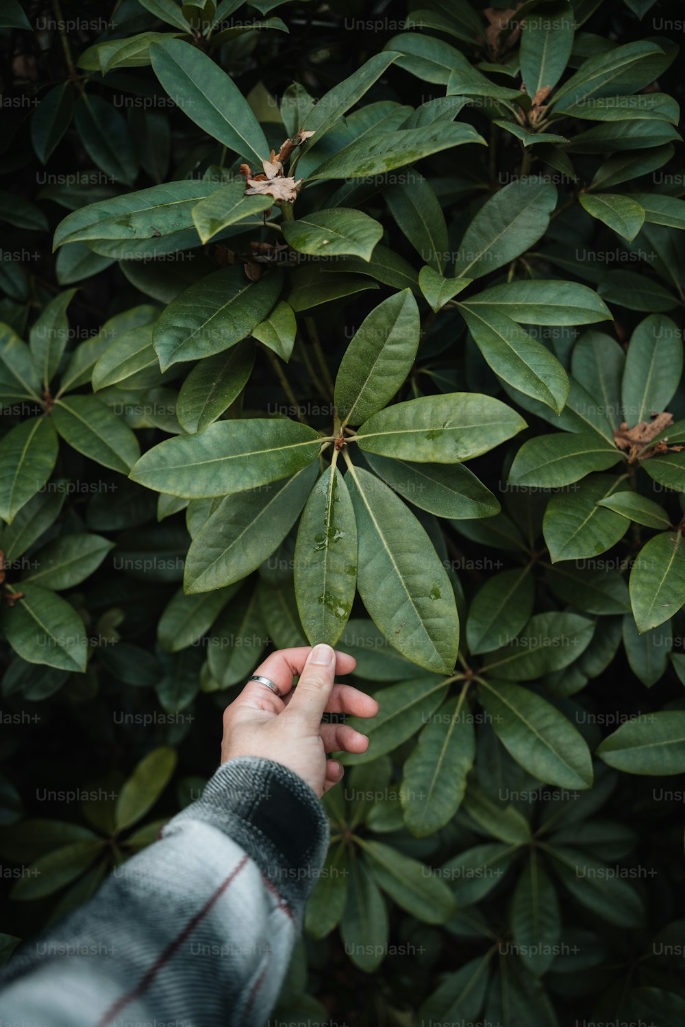 a person holding a plant