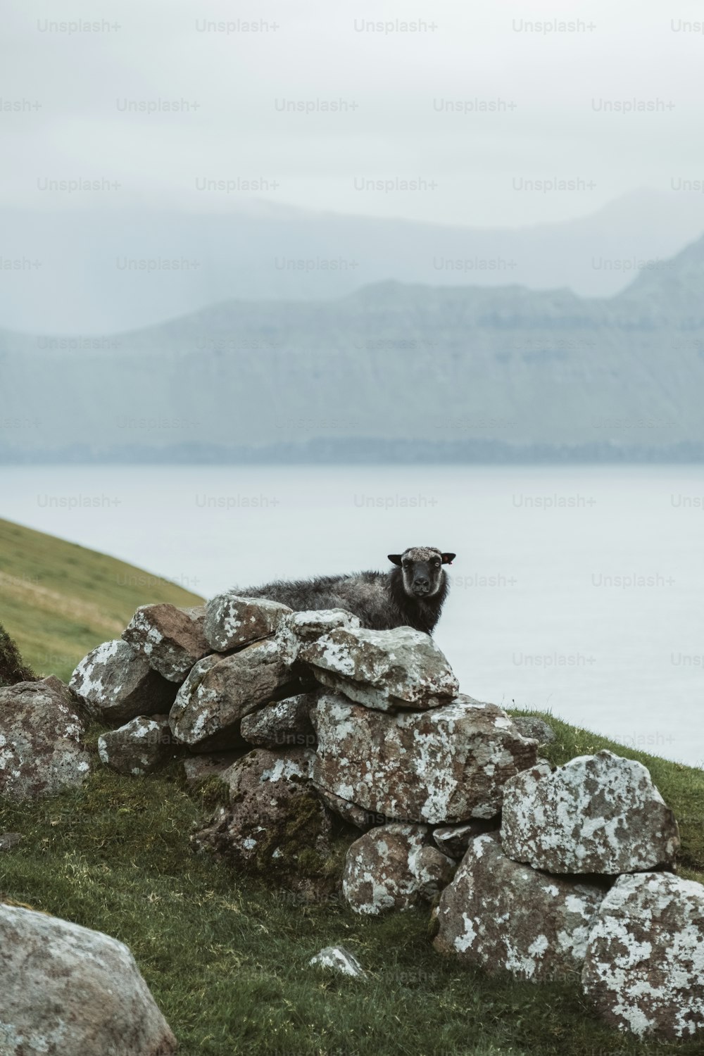 a goat sitting on a rock