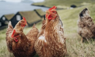 a group of chickens in a grassy field