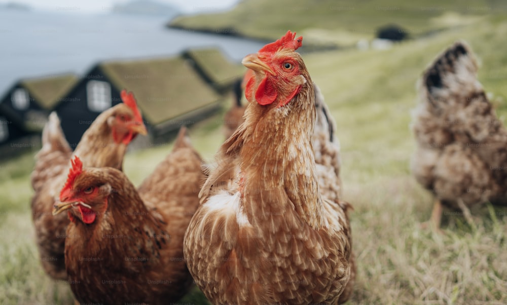um grupo de galinhas em um campo gramado
