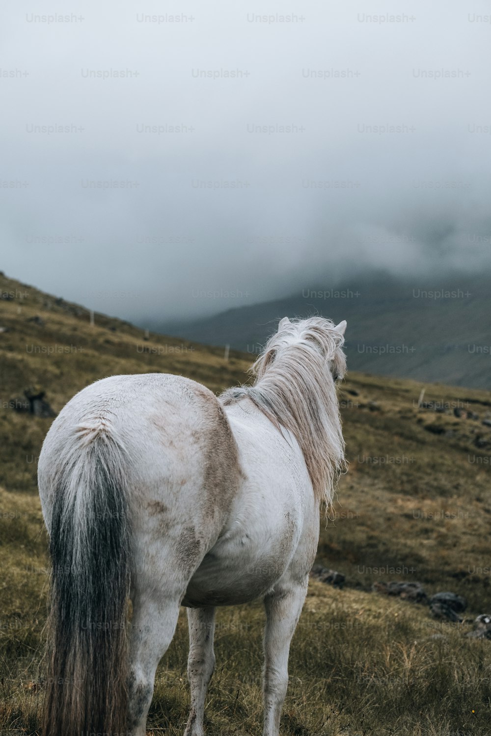 Un caballo blanco parado en una colina