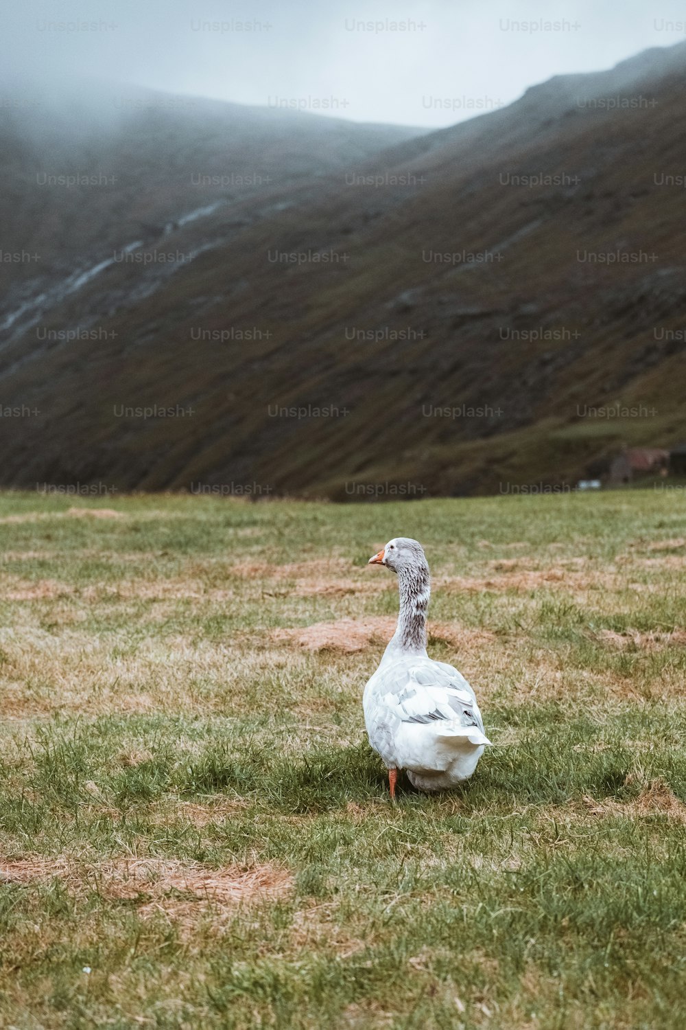 un ganso caminando en un campo