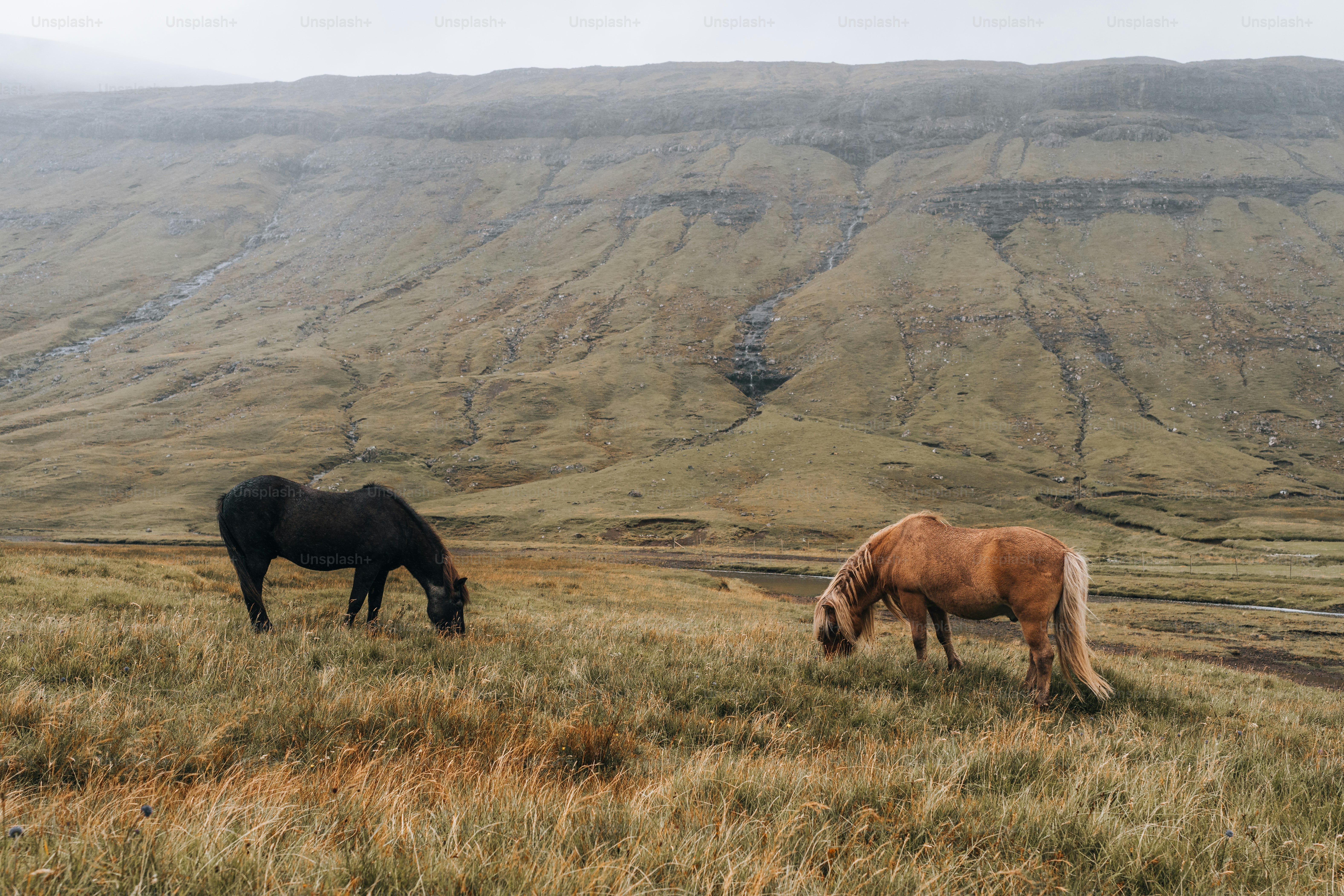 horses grazing in a field