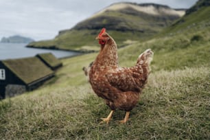 Un pollo parado en una colina cubierta de hierba