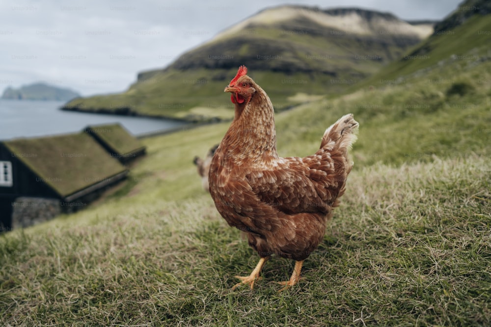 a chicken standing on a grassy hill