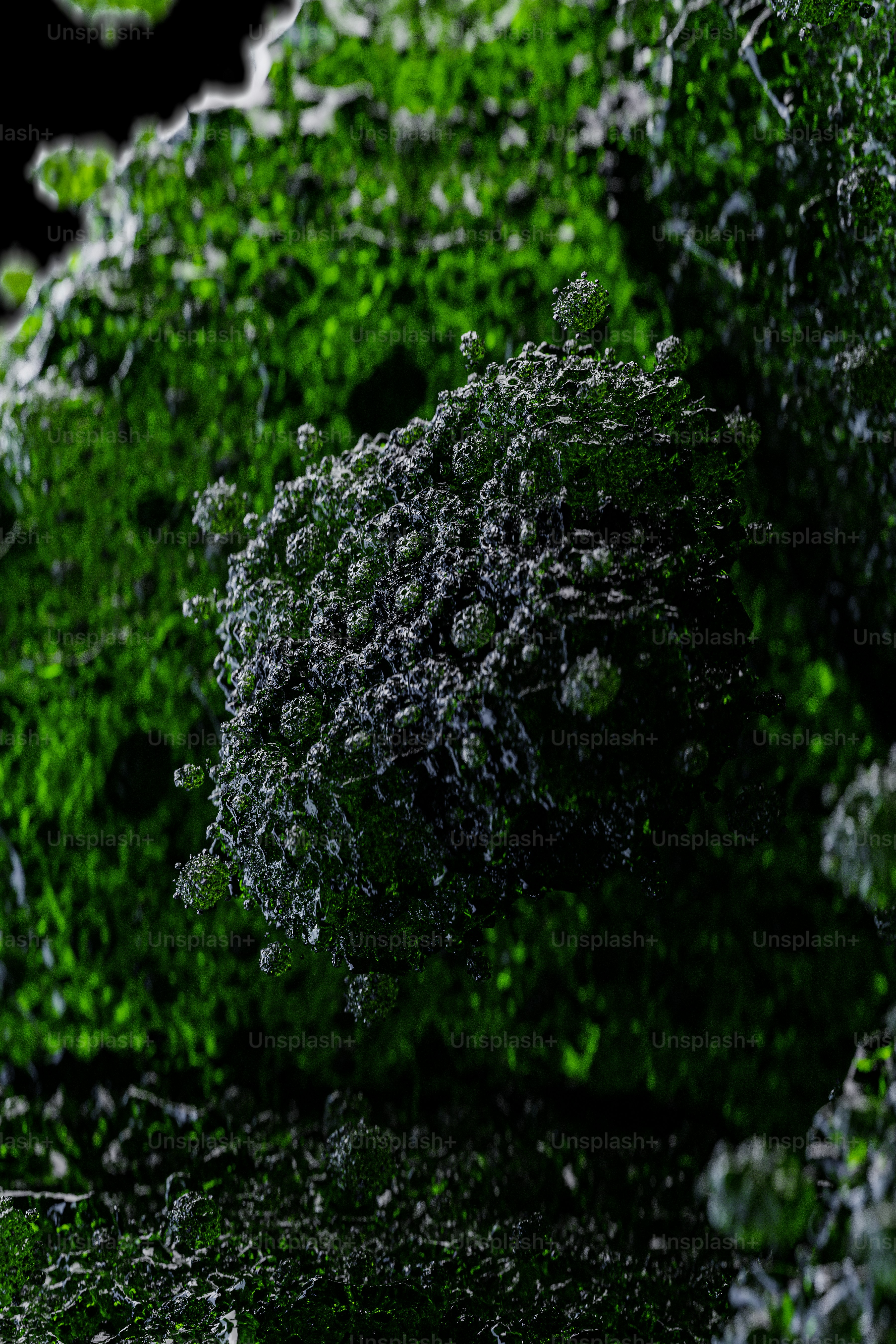 a close-up of a plant