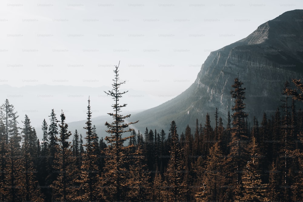 a forest of trees in front of a mountain