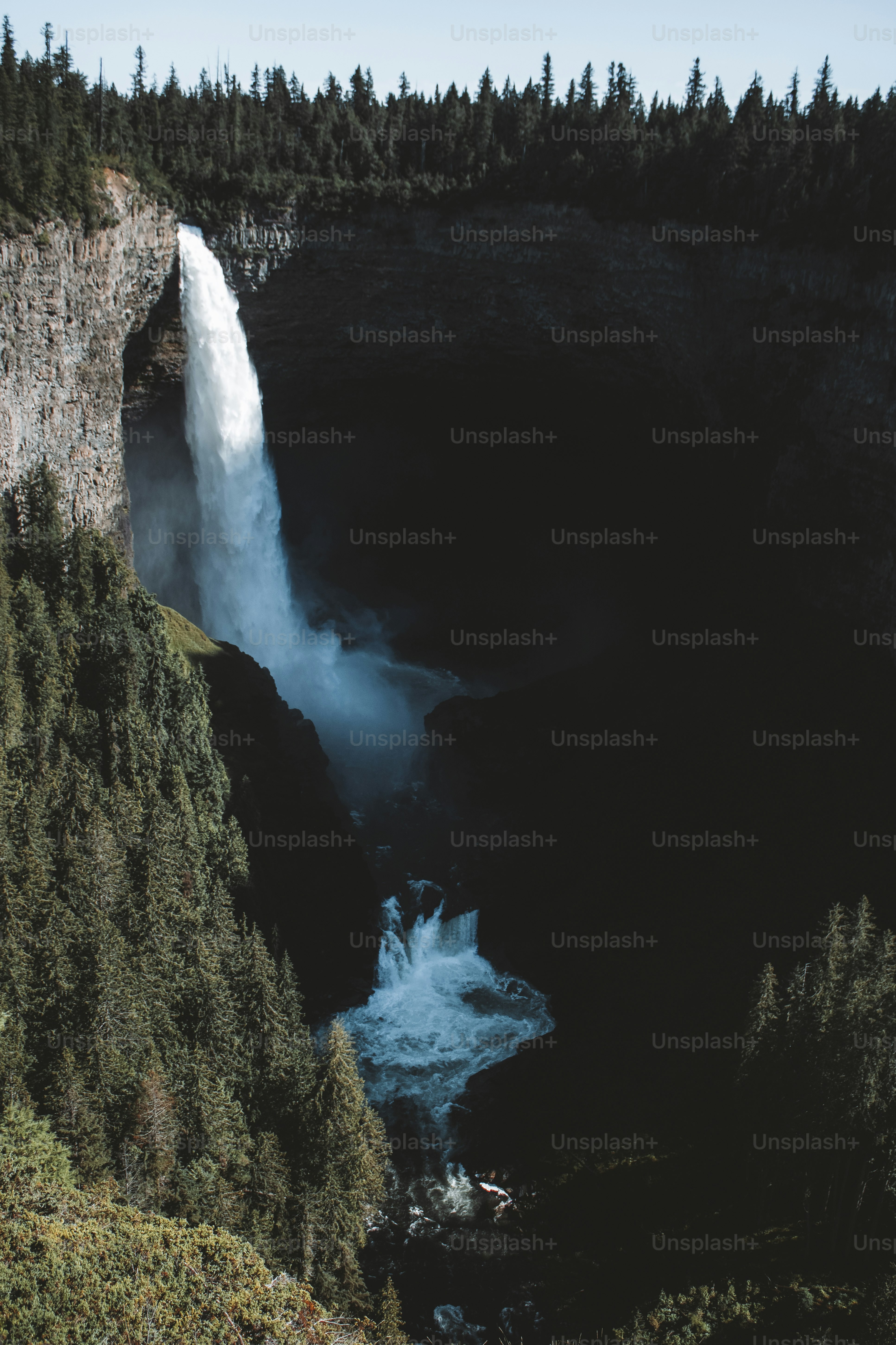 Wells Gray Provincial Park in a forest