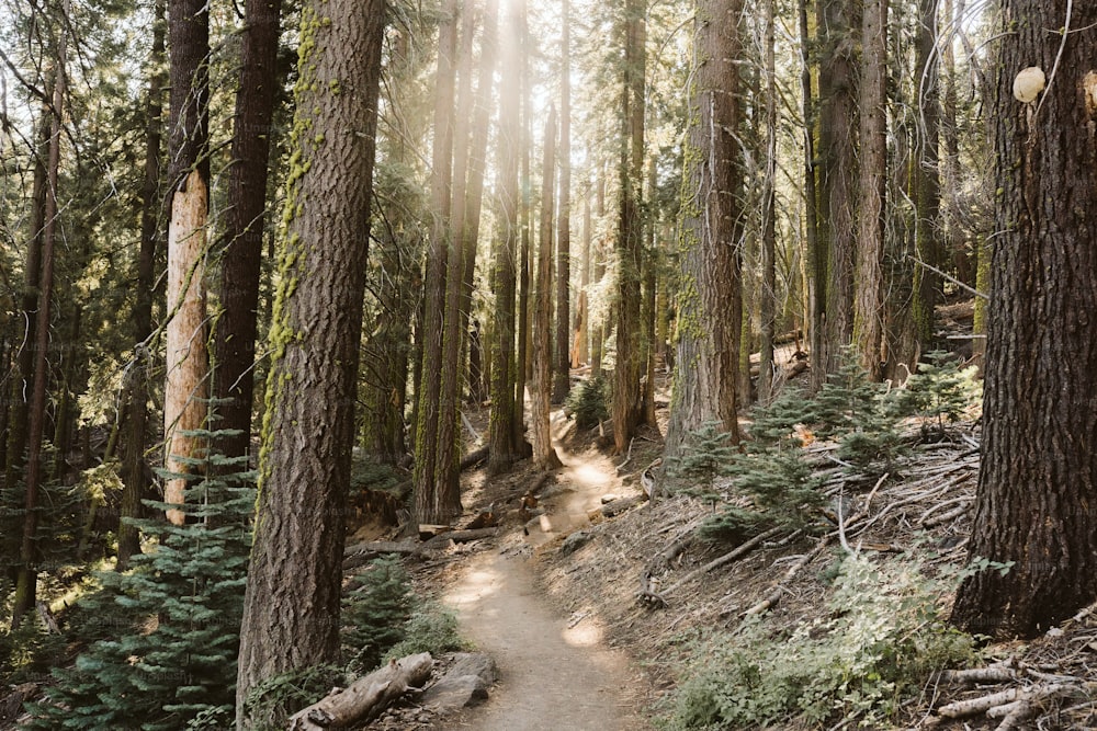 a dirt path through a forest