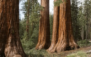 um grupo de árvores em uma floresta com o Parque Nacional Sequoia ao fundo